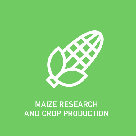 Maize Research and Breeding